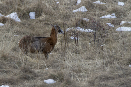 15-01-24_mouflons, _MG_7129