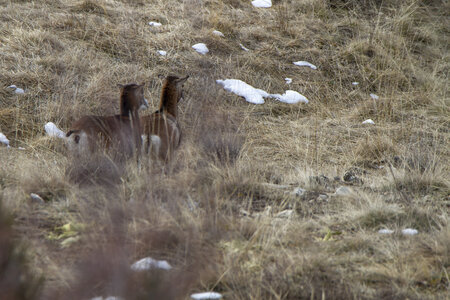 15-01-24_mouflons, _MG_7132