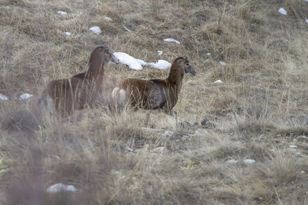 15-01-24_mouflons, _MG_7133