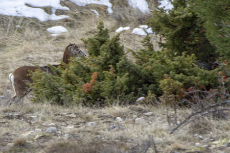 15-01-24_mouflons, _MG_7134