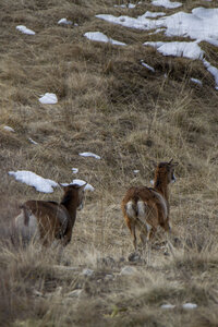 15-01-24_mouflons, _MG_7135
