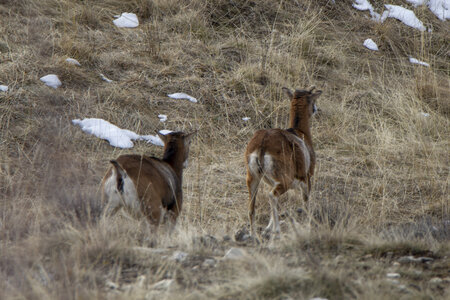 15-01-24_mouflons, _MG_7136
