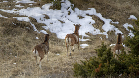 15-01-24_mouflons, _MG_7137