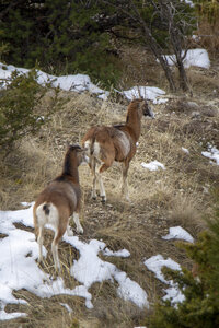 15-01-24_mouflons, _MG_7139