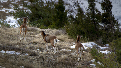 15-01-24_mouflons, _MG_7140