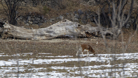 15-01-24_mouflons, _MG_7147