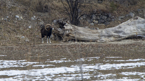 15-01-24_mouflons, _MG_7149
