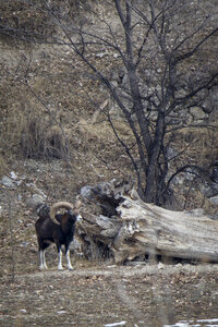 15-01-24_mouflons, _MG_7150