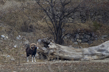 15-01-24_mouflons, _MG_7151