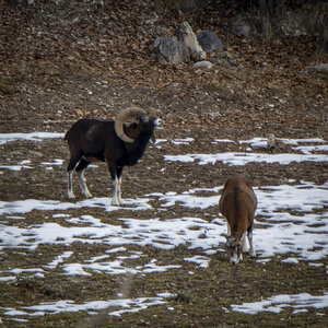 15-01-24_mouflons, _MG_7158