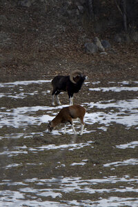 15-01-24_mouflons, _MG_7160