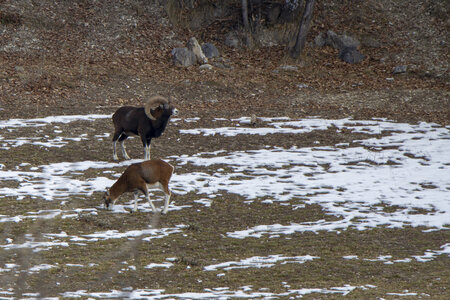 15-01-24_mouflons, _MG_7162