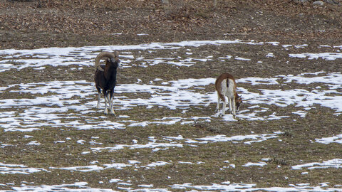 15-01-24_mouflons, _MG_7163