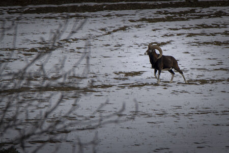 15-01-24_mouflons, _MG_7169