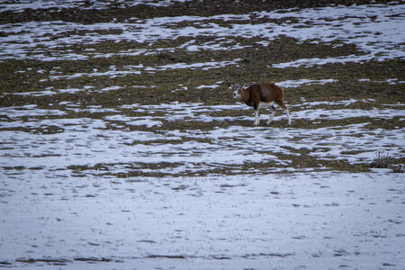 15-01-24_mouflons, _MG_7176