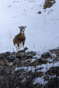 15-01-24_mouflons, _MG_7182