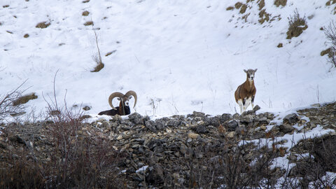 15-01-24_mouflons, _MG_7184