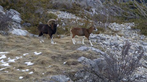 15-01-24_mouflons, _MG_7190