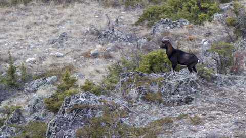 15-01-24_mouflons, _MG_7194