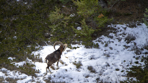 15-01-24_mouflons, _MG_7199
