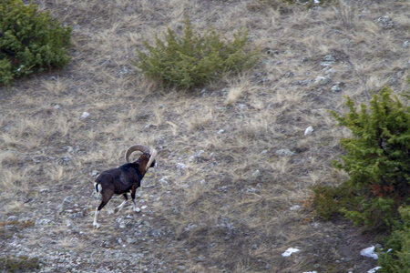 15-01-24_mouflons, _MG_7205