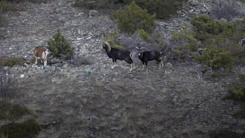 15-01-24_mouflons, _MG_7206