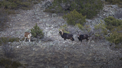 15-01-24_mouflons, _MG_7207
