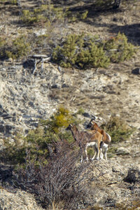 15-01-24_mouflons, _MG_7211