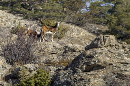 15-01-24_mouflons, _MG_7223