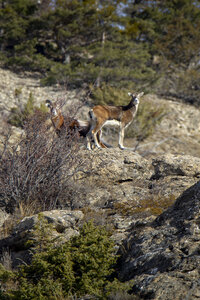 15-01-24_mouflons, _MG_7224