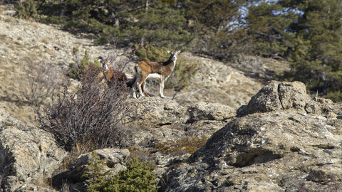15-01-24_mouflons, _MG_7225