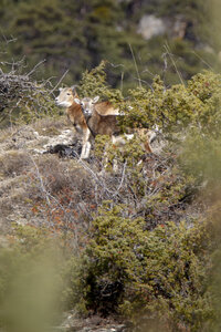 15-01-24_mouflons, _MG_7227