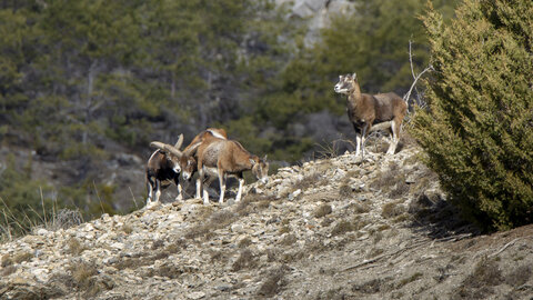 15-01-24_mouflons, _MG_7230-Modifier