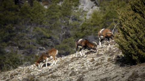 15-01-24_mouflons, _MG_7231-Modifier