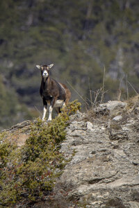 15-01-24_mouflons, _MG_7241