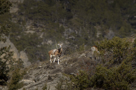 15-01-24_mouflons, _MG_7243