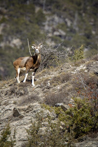 15-01-24_mouflons, _MG_7246