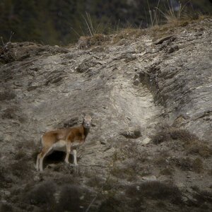 15-01-24_mouflons, _MG_7253