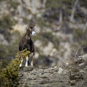 15-01-24_mouflons, _MG_7255