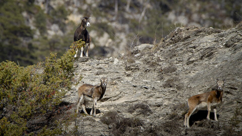 15-01-24_mouflons, _MG_7256
