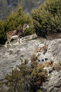 15-01-24_mouflons, _MG_7257