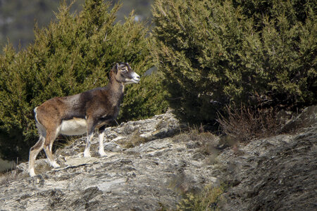 15-01-24_mouflons, _MG_7258-Modifier