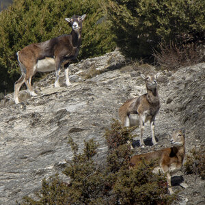 15-01-24_mouflons, _MG_7261