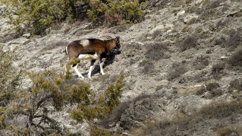15-01-24_mouflons, _MG_7270