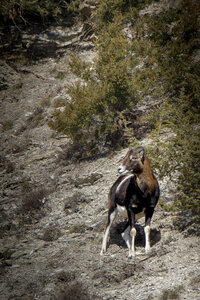 15-01-24_mouflons, _MG_7277