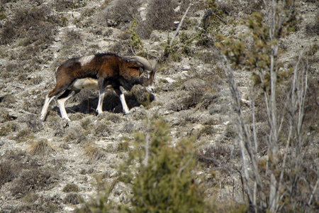15-01-24_mouflons, _MG_7279