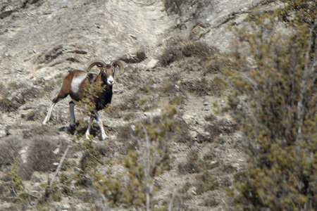 15-01-24_mouflons, _MG_7282