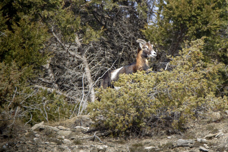 15-01-24_mouflons, _MG_7285