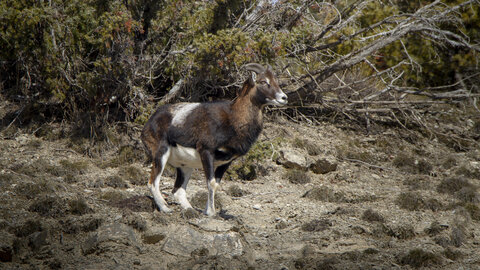 15-01-24_mouflons, _MG_7290