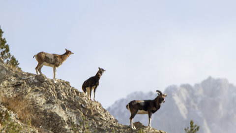 15-01-24_mouflons, _MG_7300
